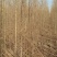 白榆树苗基地常年大量供应1~30公分的白榆量大欢迎新老客