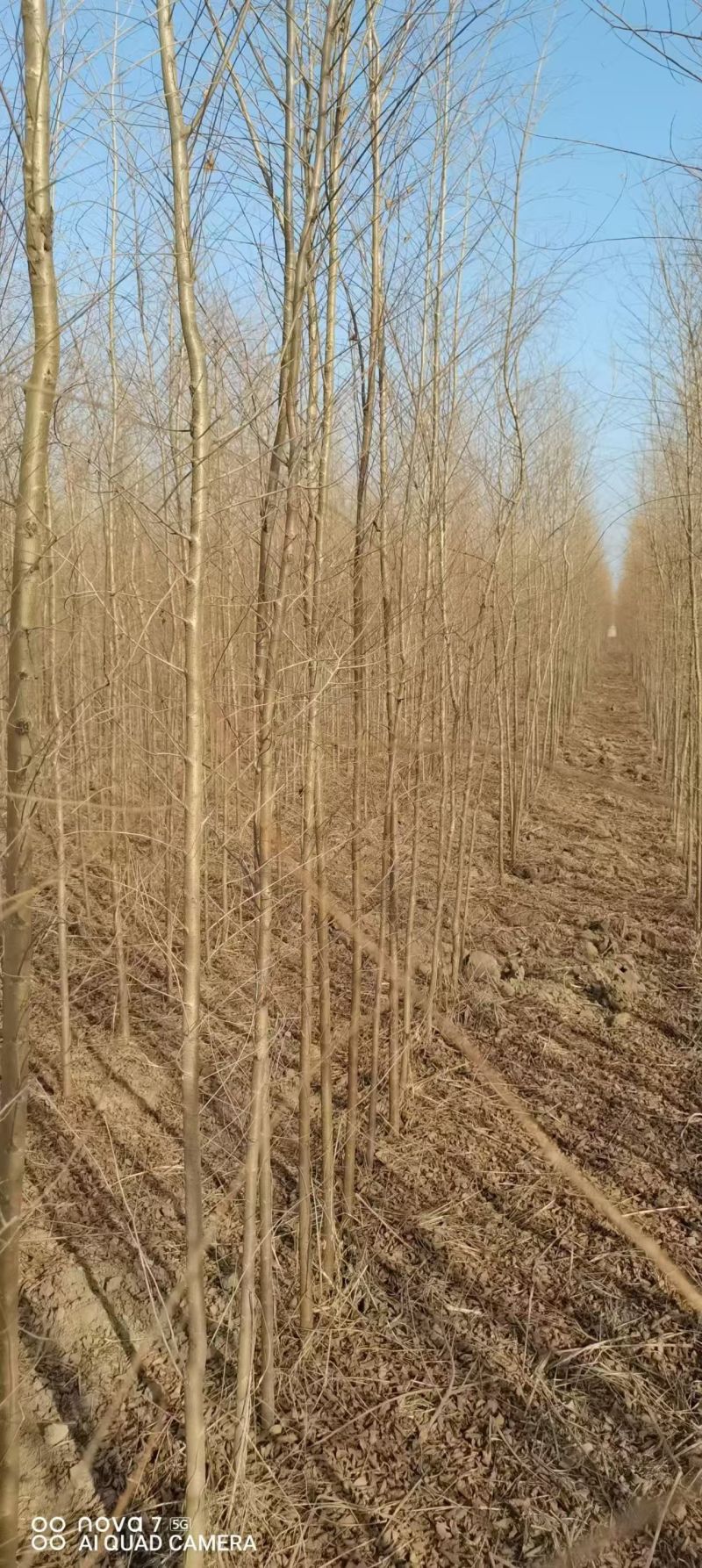 白榆树苗基地常年大量供应1~30公分的白榆量大欢迎新老客