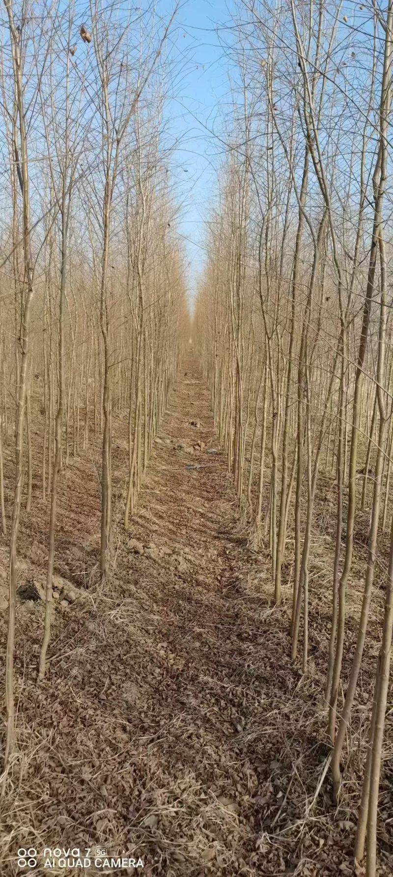 白榆树苗基地常年大量供应1~30公分的白榆量大欢迎新老客