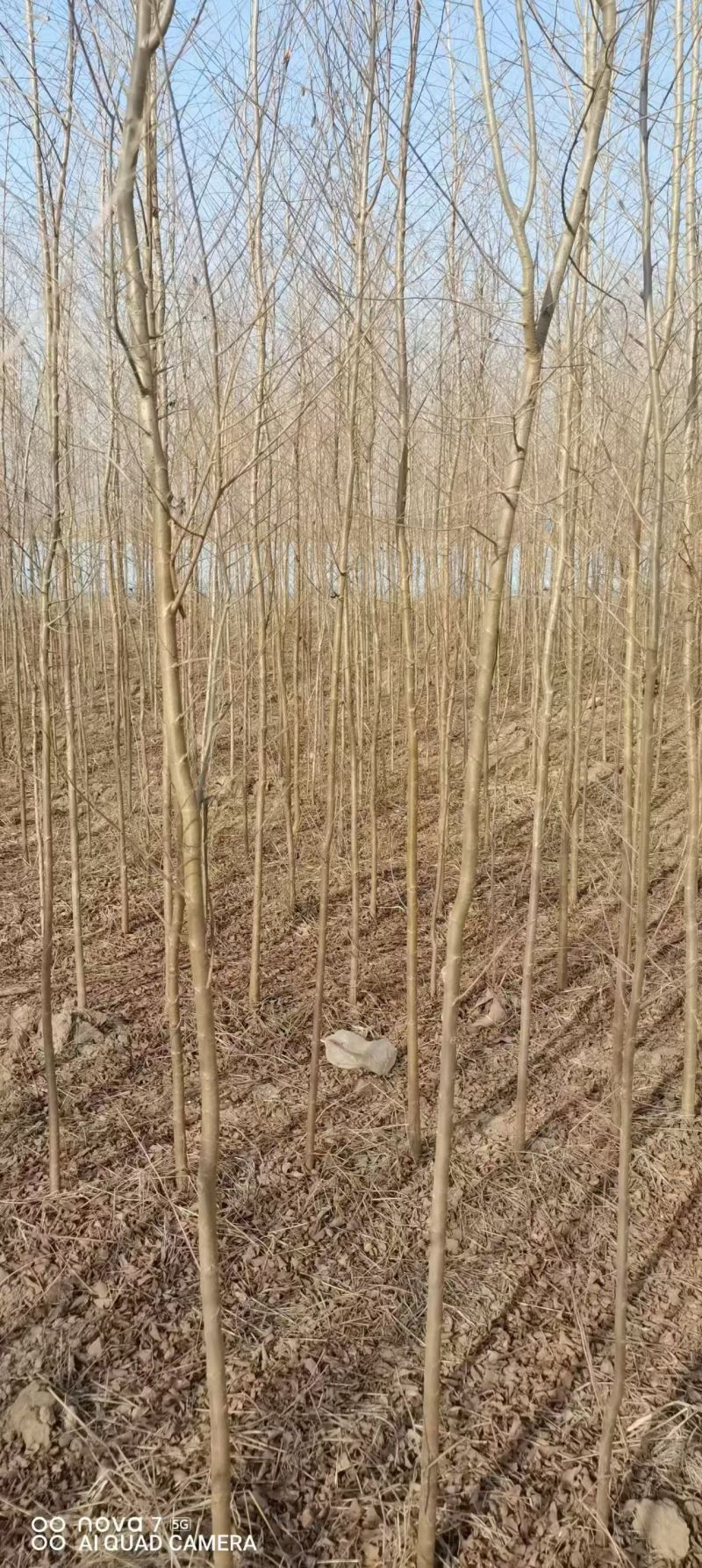 白榆树苗基地常年大量供应1~30公分的白榆量大欢迎新老客