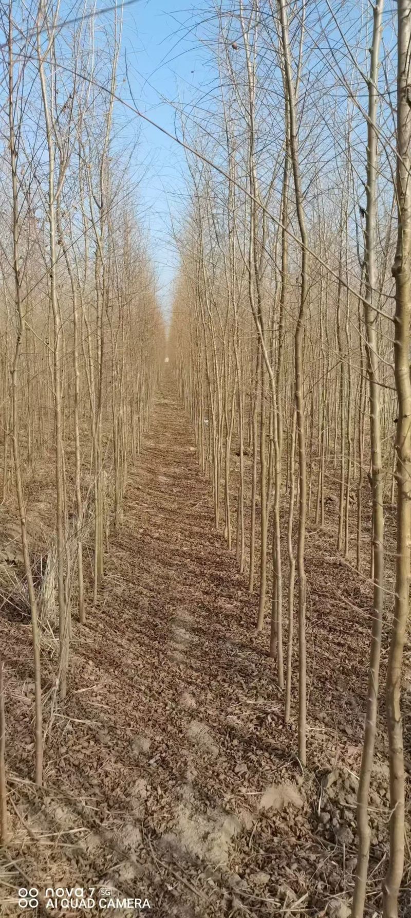 白榆树苗基地常年大量供应1~30公分的白榆量大欢迎新老客