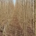 白榆树苗基地常年大量供应1~30公分的白榆量大欢迎新老客