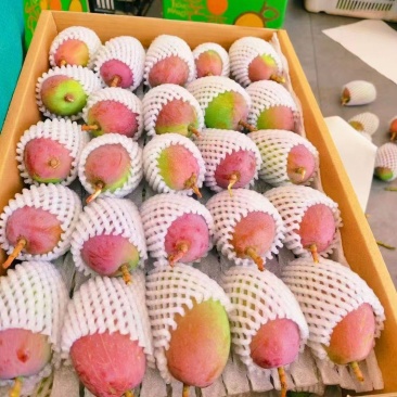 【贵妃芒】正宗广西百色贵妃芒产地现摘现发精品芒果