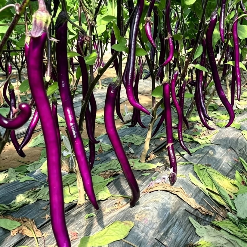 安徽精品线茄/茄子🍆/产地直发量大从优货源充足