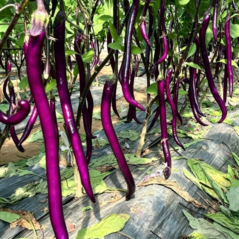 安徽精品线茄/茄子🍆/产地直发量大从优货源充足