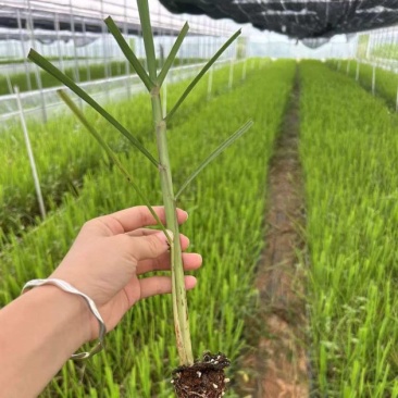 大量水果甘蔗苗出售