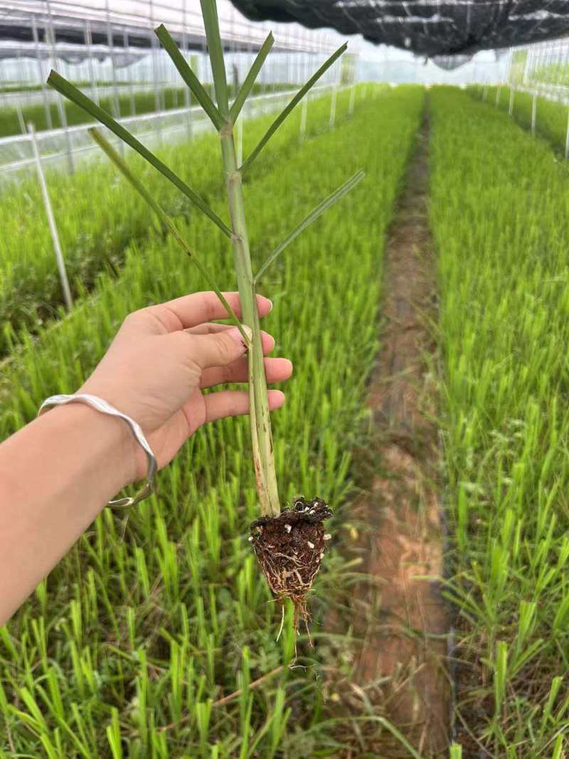 大量水果甘蔗苗出售