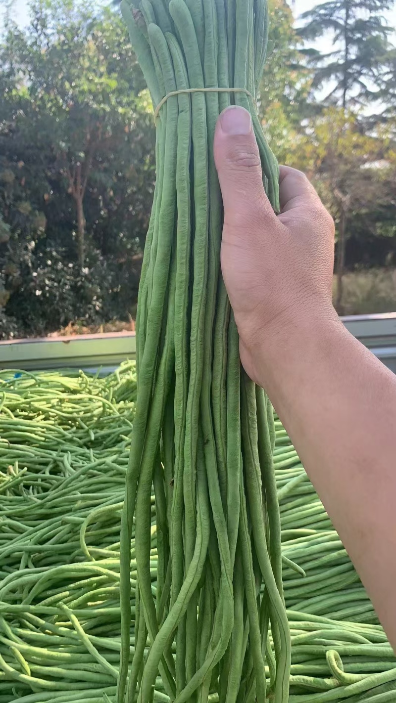 产地直发一手货源质量保证走市场商超加工厂大量供应