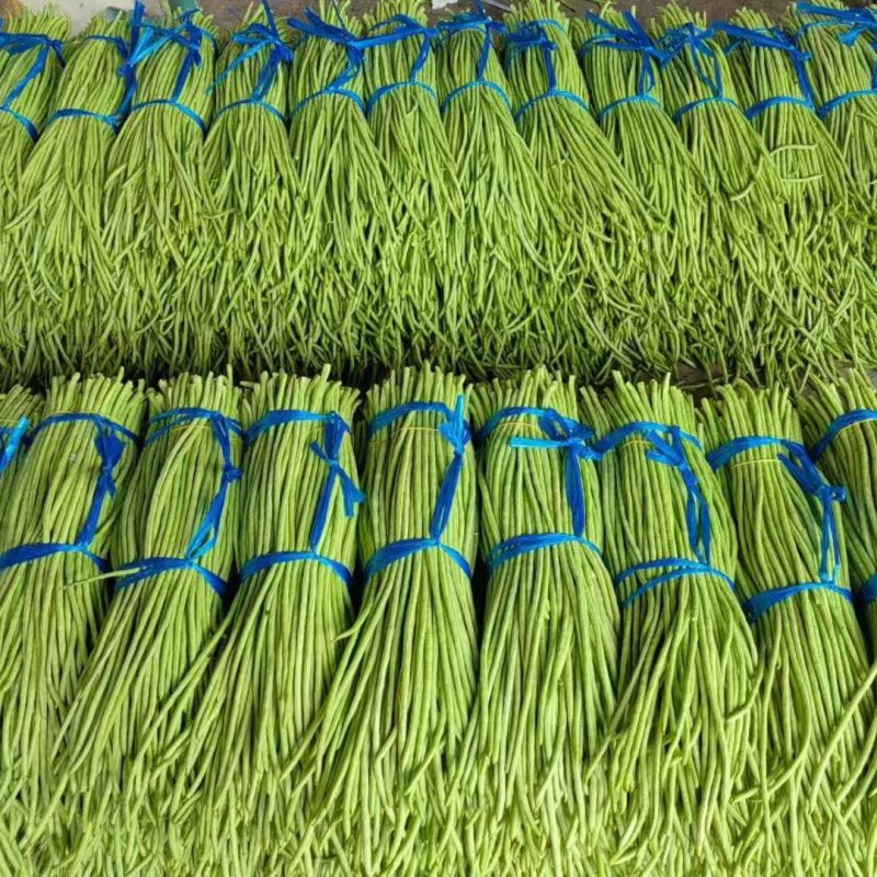 产地直发一手货源质量保证走市场商超加工厂大量供应