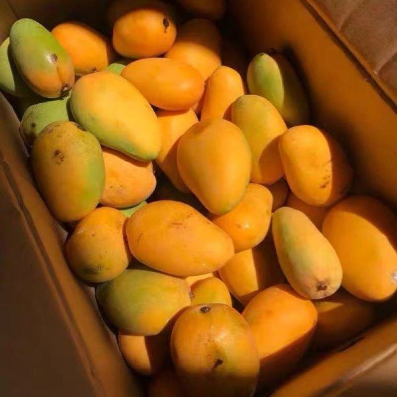 【小台芒】产地直发薄皮小台芒精品芒果正宗海南小台芒