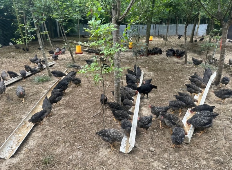 纯种散养芦花鸡活体土鸡成活率高易饲养