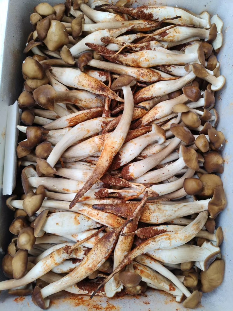 全年露水鸡纵新鲜菌菇现货/长年供货/煲汤火锅食材