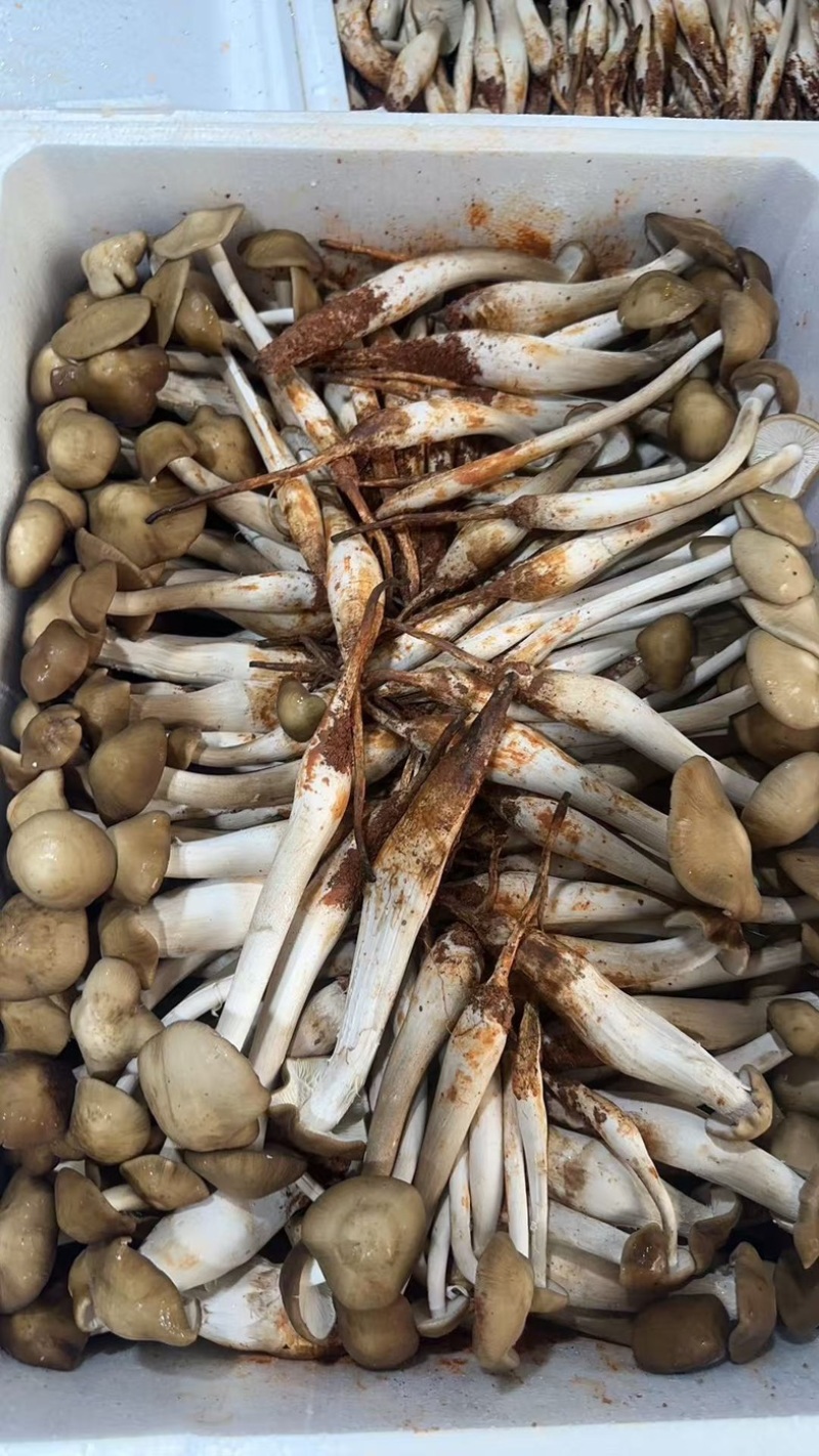 全年露水鸡纵新鲜菌菇现货/长年供货/煲汤火锅食材