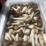 全年露水鸡纵新鲜菌菇现货/长年供货/煲汤火锅食材