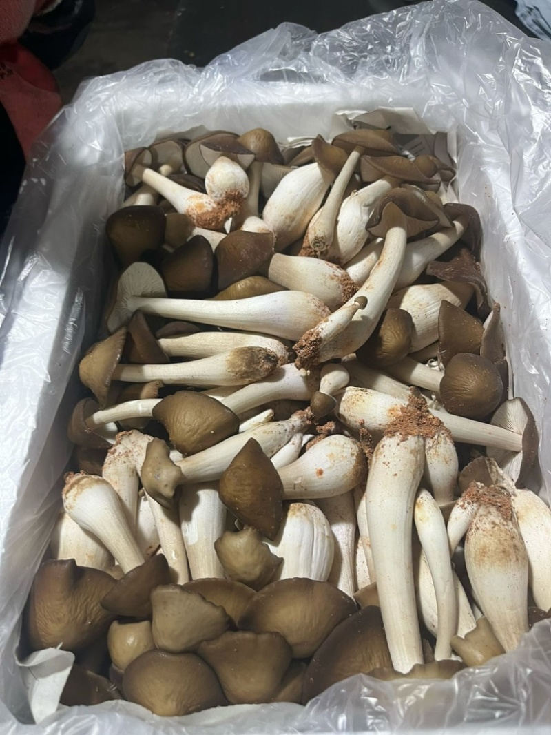 全年露水鸡纵新鲜菌菇现货/长年供货/煲汤火锅食材