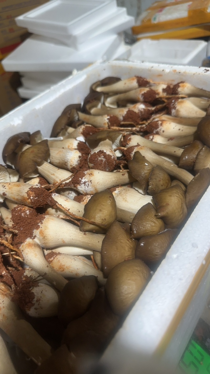 全年露水鸡纵新鲜菌菇现货/长年供货/煲汤火锅食材