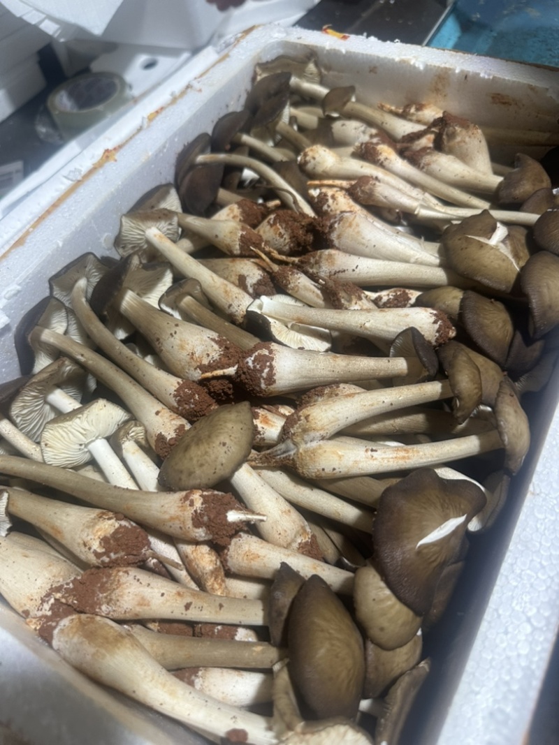 全年露水鸡纵新鲜菌菇现货/长年供货/煲汤火锅食材