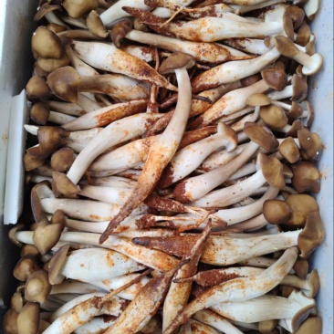 全年露水鸡纵新鲜菌菇现货/长年供货/煲汤火锅食材