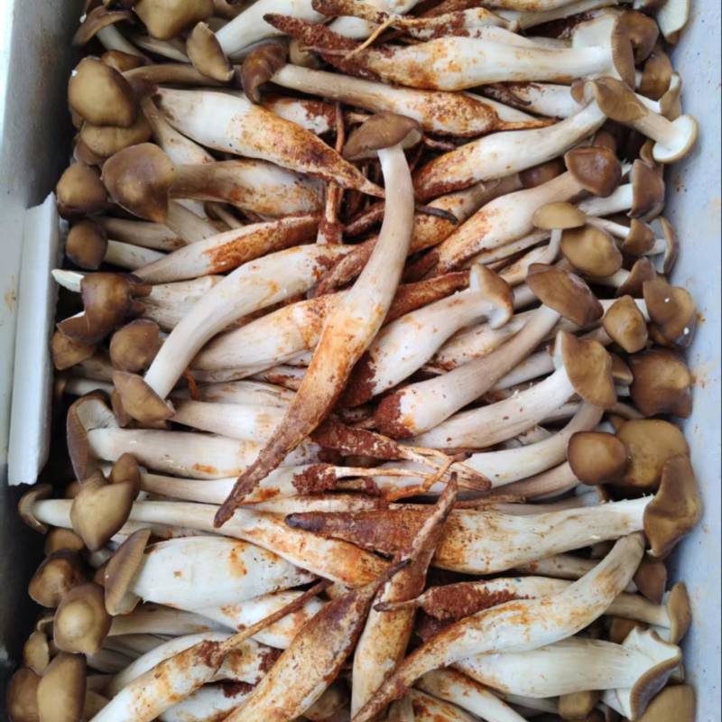 全年露水鸡纵新鲜菌菇现货/长年供货/煲汤火锅食材