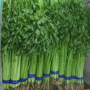 精品香芹