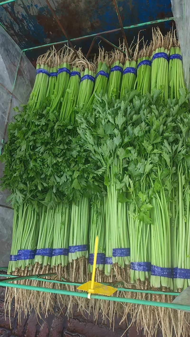 精品香芹