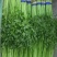 精品香芹