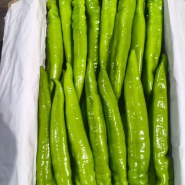 羊尖椒