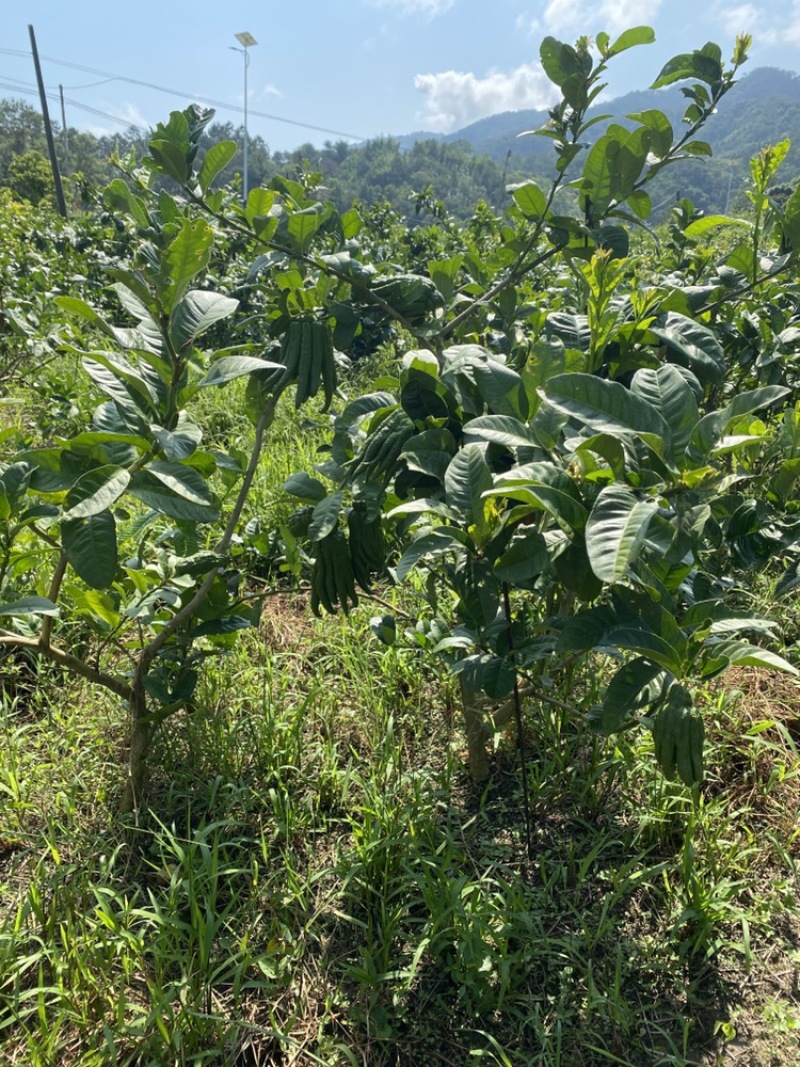 广佛手奶茶果原产地