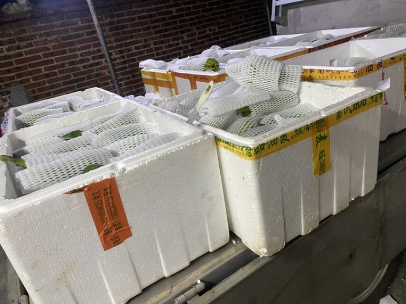 广佛手奶茶果原产地