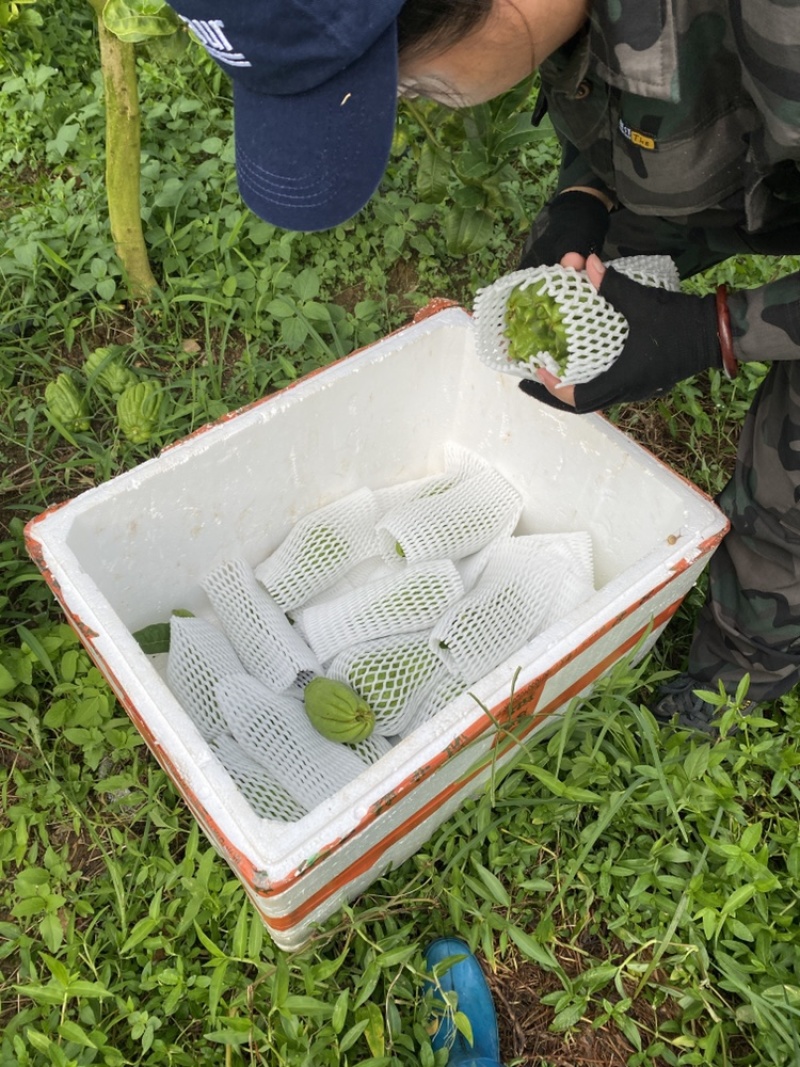 广佛手奶茶果原产地