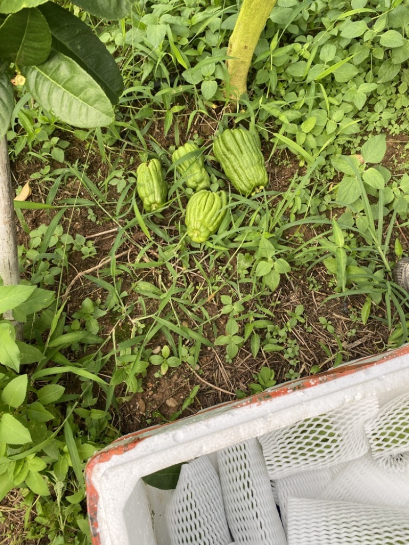 广佛手奶茶果原产地