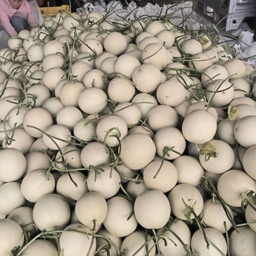 玉菇