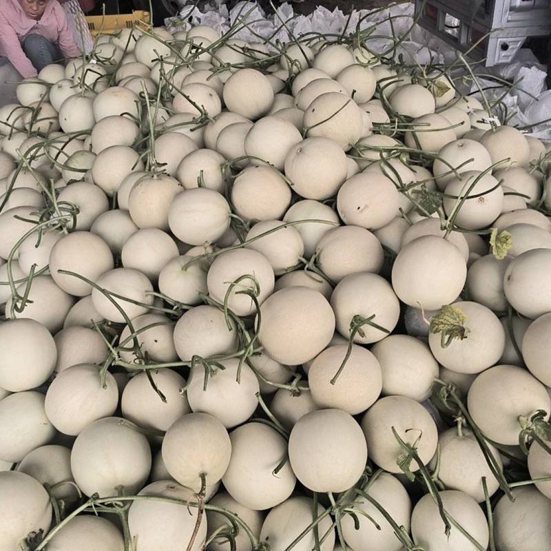玉菇