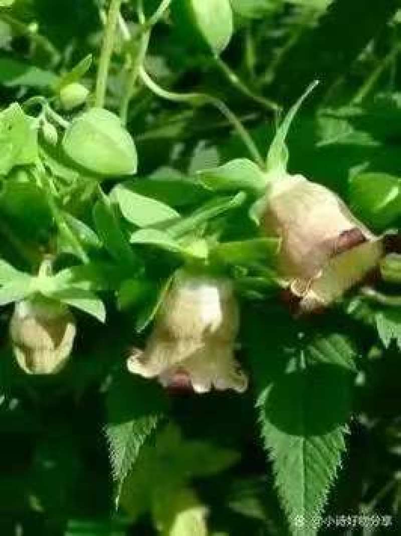 中药材党参花蜂蜜生产在千年药乡甘肃陇南血红色不易结晶。