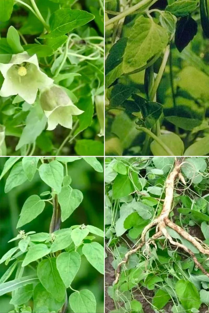中药材党参花蜂蜜生产在千年药乡甘肃陇南血红色不易结晶。