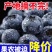蓝莓L25H5F6L11公爵颗颗爆汁耐运输