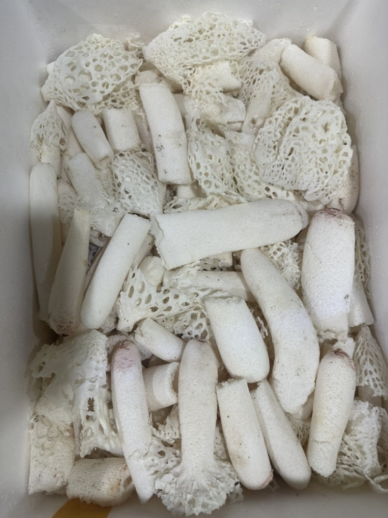 精选竹荪断条肉质厚实鲜香浓郁大量现货供应