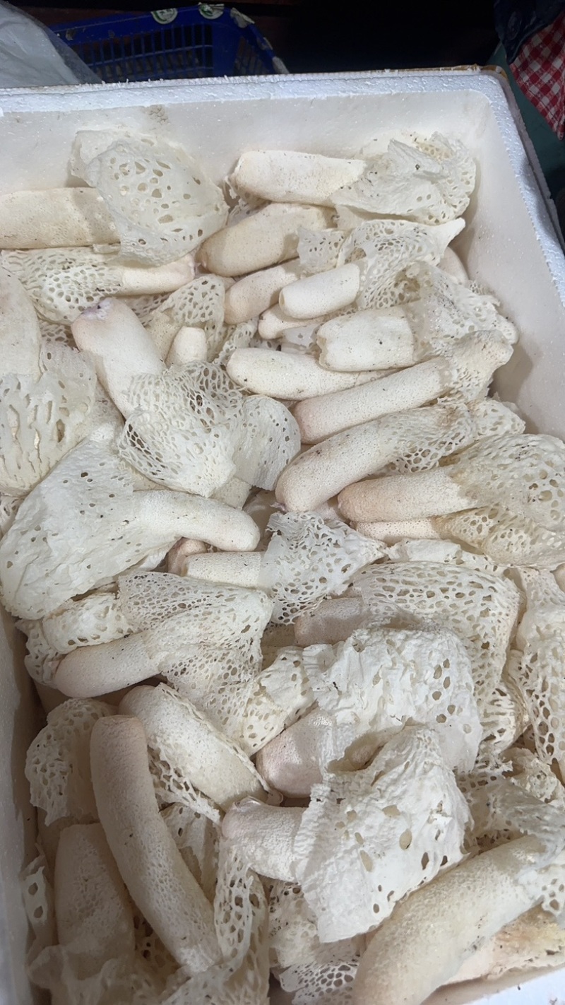 精选竹荪断条肉质厚实鲜香浓郁大量现货供应