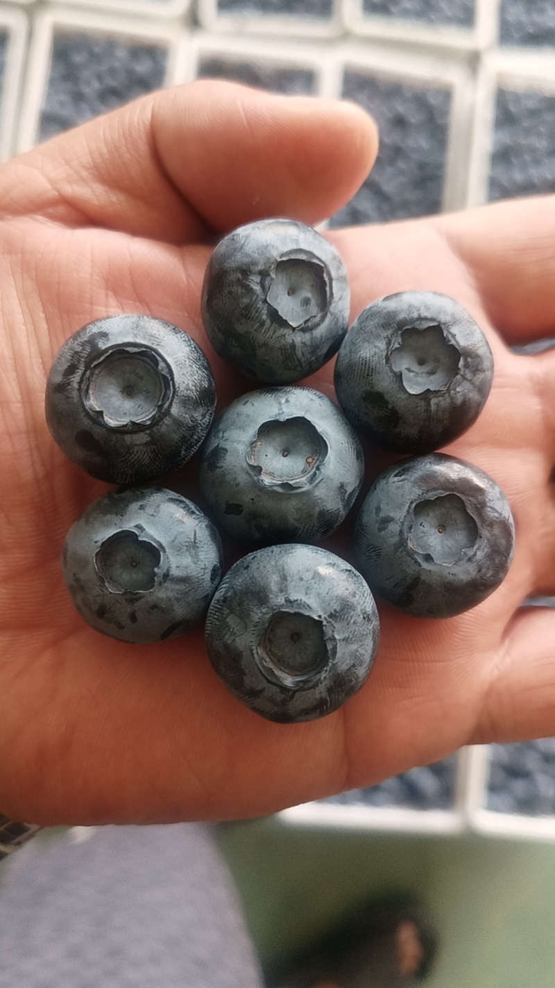 蓝莓F6公爵现摘现卖厚果粉硬度高颗颗爆汁营养健康