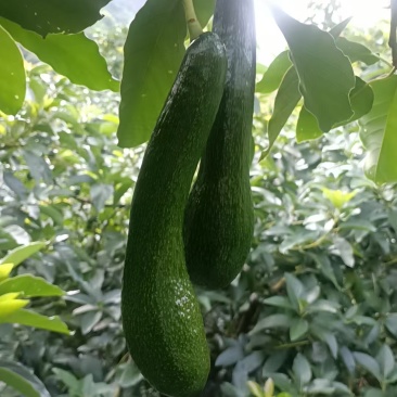 广西农家现摘哈斯牛油果，树上自然成熟，生硬可常温催熟，量