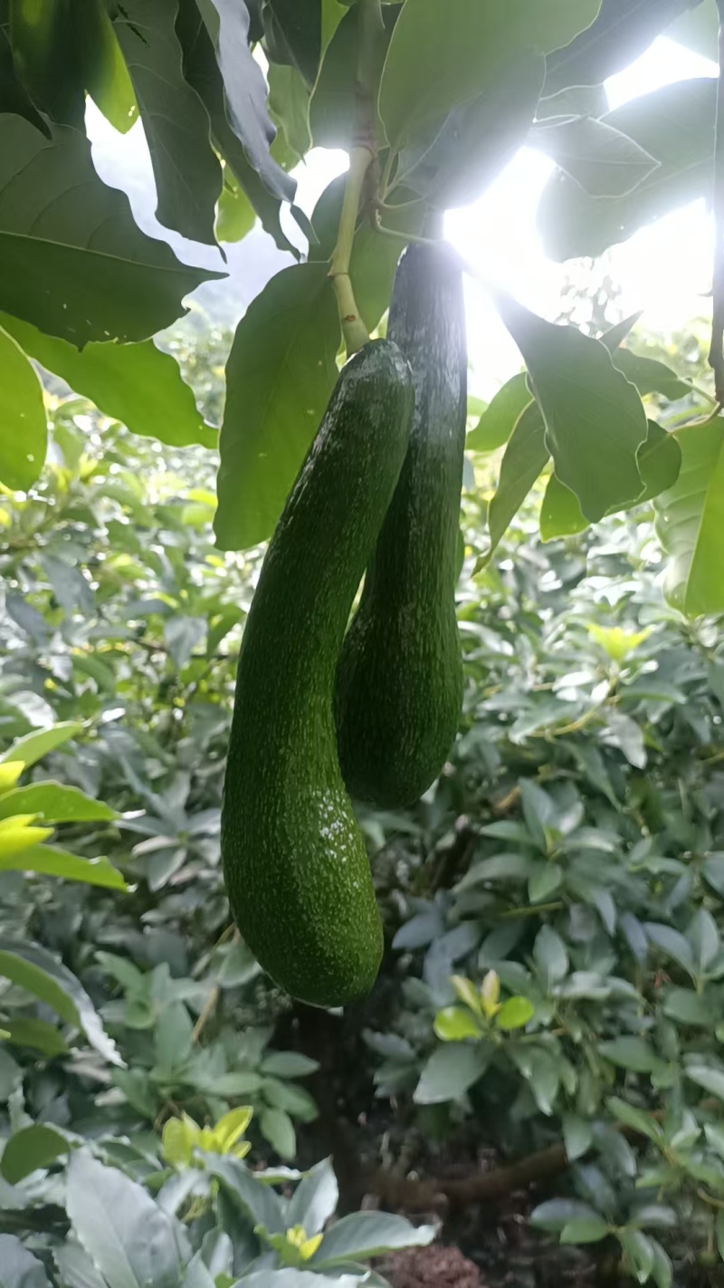 广西农家现摘哈斯牛油果，树上自然成熟，生硬可常温催熟，量