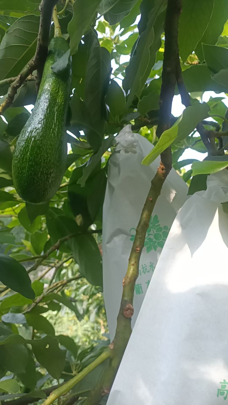 广西农家现摘哈斯牛油果，树上自然成熟，生硬可常温催熟，量