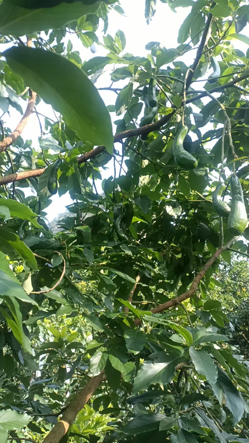 广西农家现摘哈斯牛油果，树上自然成熟，生硬可常温催熟，量