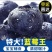 蓝莓F6公爵现摘现卖厚果粉硬度高颗颗爆汁营养健康
