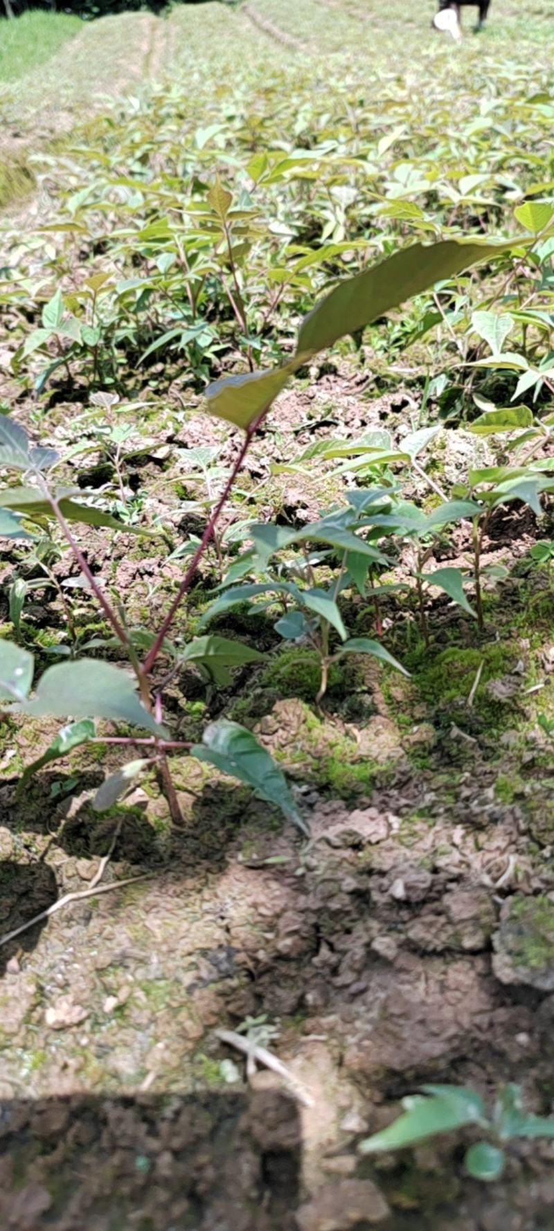 漆树芽苗