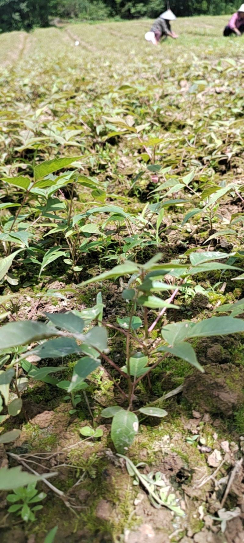 漆树芽苗