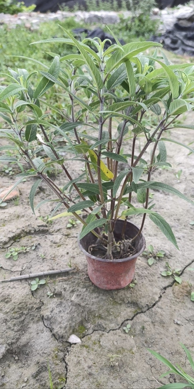 墨西哥鼠尾草，高度25.30.40厘米，多种规格。量大