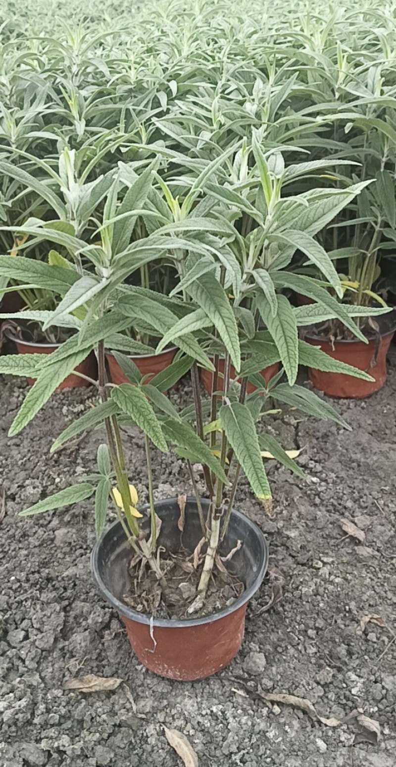 墨西哥鼠尾草，高度25.30.40厘米，多种规格。量大