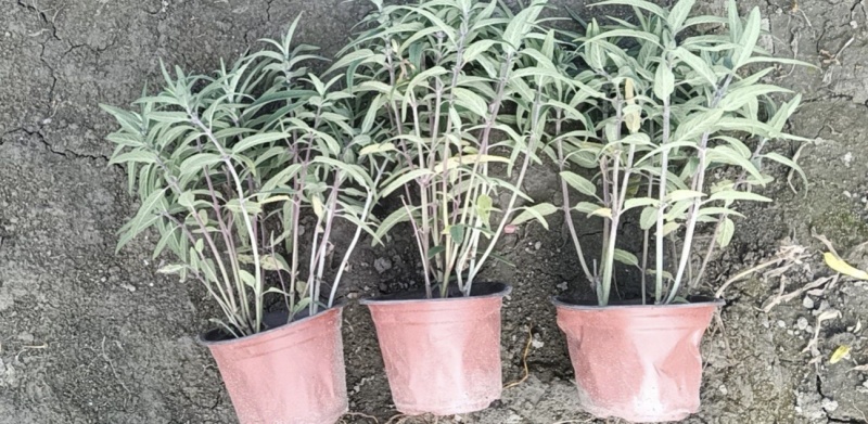 墨西哥鼠尾草，高度25.30.40厘米，多种规格。量大