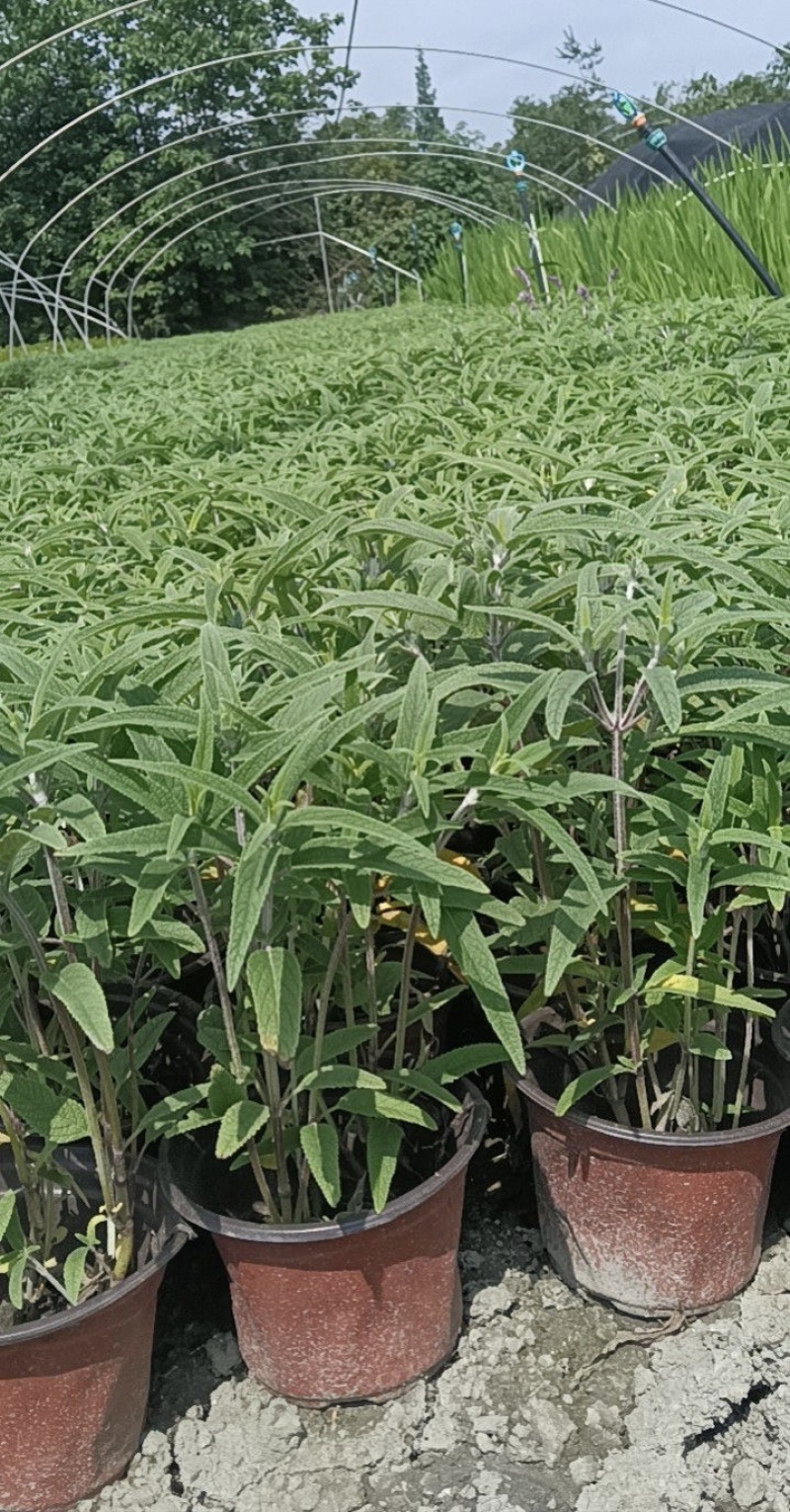 墨西哥鼠尾草，高度25.30.40厘米，多种规格。量大